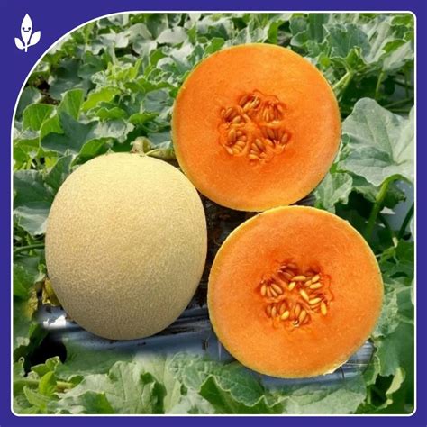 A Grade Chandan F 1 Hybrid Muskmelon Seed Packaging Type Packet At Rs