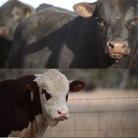 Cascade Studs Livestock Connect