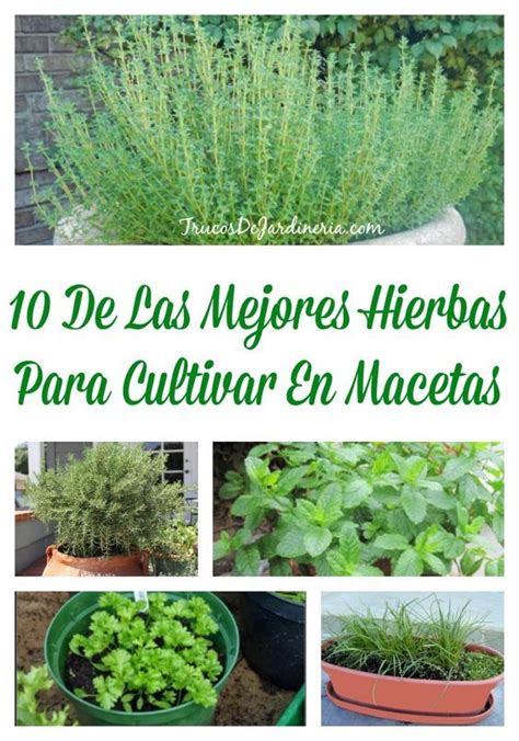 Cuáles Son Las Mejores Hierbas Para Cultivar En El Jardín