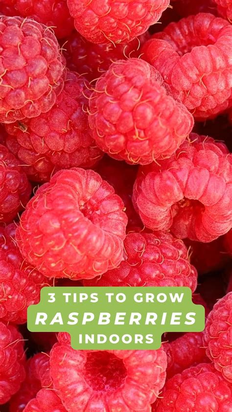 How To Grow Raspberries Indoors Artofit