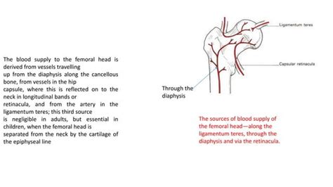 Applied And Clinical Anatomy Of Lower Limb