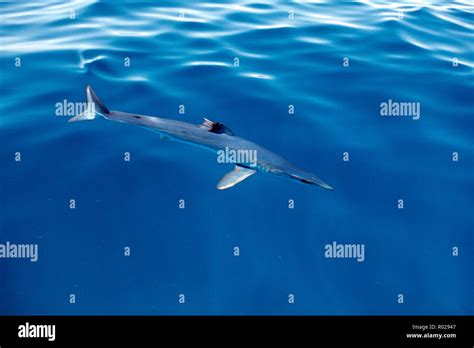 Shortfin Mako Isurus Oxyrinchus California Pacific Ocean Stock Photo