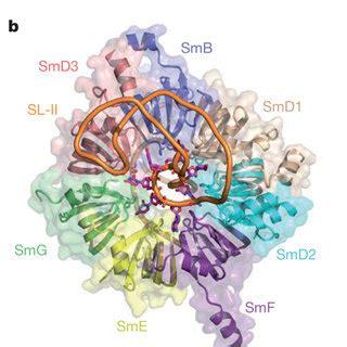 The SMN protein interacts with Sm proteins in the cytoplasm. To compare ...