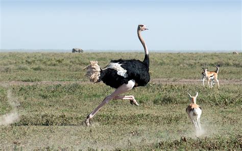 Ostriches, the Superlative Species | Thomson Safaris