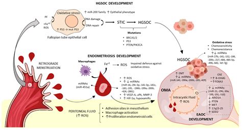 Ijms Free Full Text Interplay Between Micrornas And Oxidative