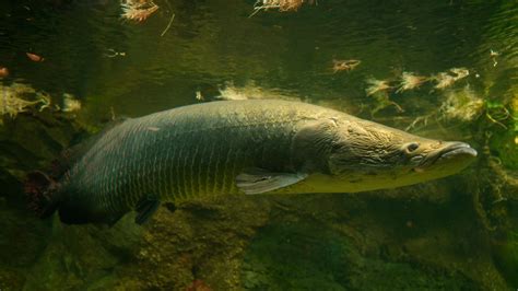 Arapaima Fish Pirarucu Arapaima Gigas One Largest Freshwater Fish And ...