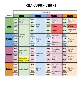 RNA Codon Chart - Colorful & Neat! by Bio Bouquet | TpT