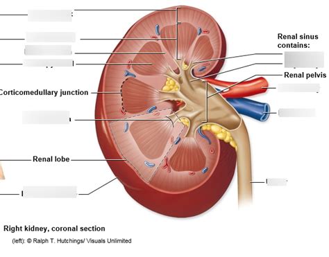 Blood Vessel Lab Practical Diagram Quizlet