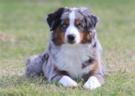 Mini Australian Shepherd Puppies For Sale Under $500 / Southern Charm ...