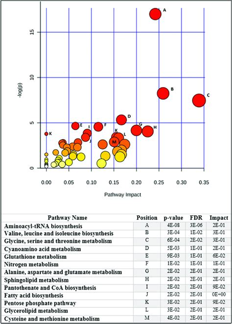 Metabolic Pathway Enrichment Analysis Shows The Main Pathways Involved