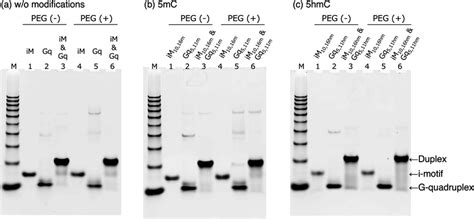 Nondenaturing Gel Electrophoresis Of A Im Gq And Mixture Of Im And Download Scientific