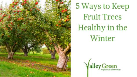 Ways To Keep Fruit Trees Healthy In The Winter Blog Valley Green Inc