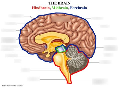 Hindbrain, Midbrain, and Forebrain anatomy Diagram | Quizlet