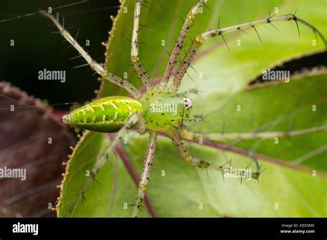 Green Lynx Spider Peusitya Jabalpurensis Satara Maharashtra India