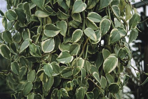 Peperomia Scandens Andvariegataand Variegated Cupid Peperomia