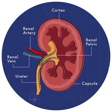 Cat Kidney Disease Cure at Patty Miller blog