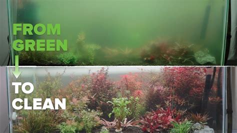 How To Clear Up Algae Bloom In Aquarium Quick Solutions