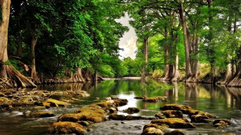 River Shore Stones Tall Green Trees Leaves Calm Water Stones Reflection