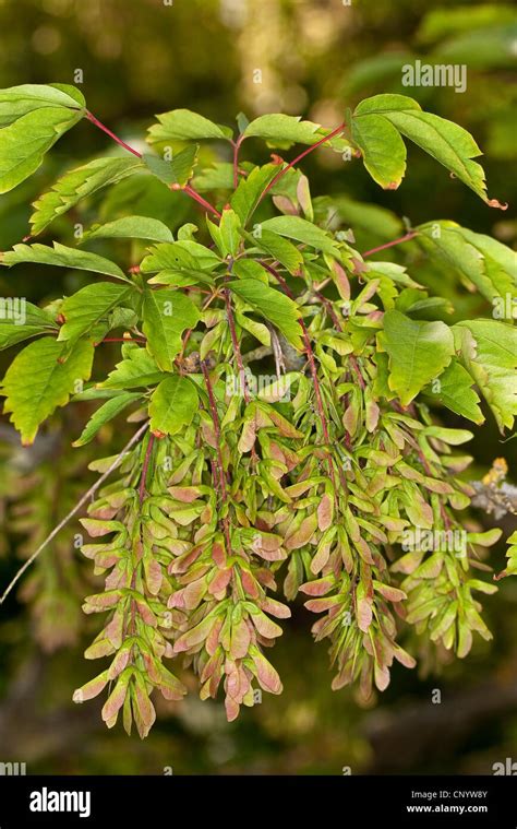 Vine Leafed Maple Vineleaf Maple Acer Cissifolium Infrutescences