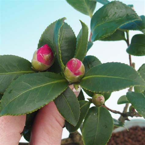 Pokojov Bonsai Camellia Euphlebia Kam Lie E Bonsai