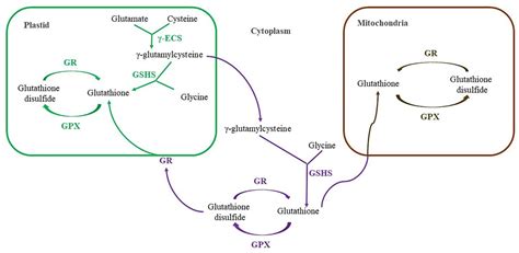 Antioxidants Free Full Text Antioxidants Of Non Enzymatic Nature