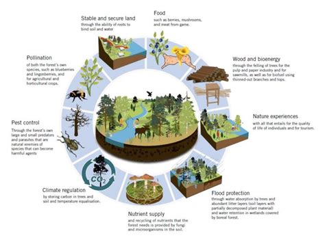 Forestbiofacts