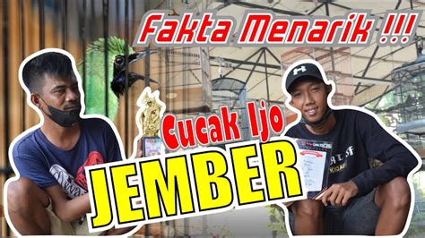 FAKTA MENARIK KEISTIMEWAAN CUCAK IJO JEMBER SETTINGAN CUCAK IJO