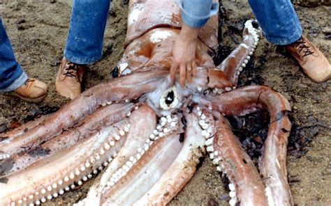 Giant Squid – "OCEAN TREASURES" Memorial Library