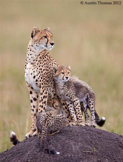 Cheetah Mum and Cubs in the Wild