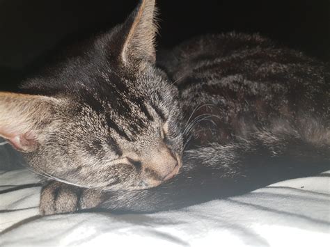 Pretty kitty cat : aww