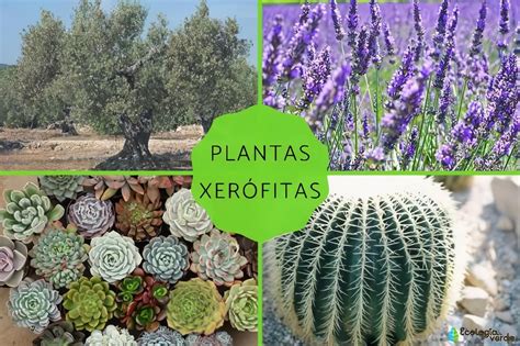 Plantas Xer Filas Temas De Agronom A