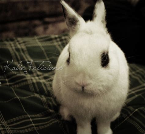 Adorable white bunnies. | Strange and Amazing