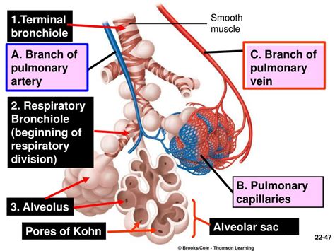Ppt Chapter 22— The Respiratory System Powerpoint Presentation Free