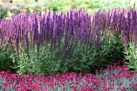 Salvia Lyrical™ Blues Meadow Sage