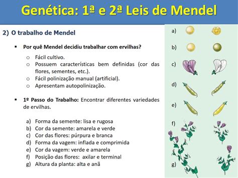 PROF MARCIOBIOLOGIA AS LEIS DE MENDEL