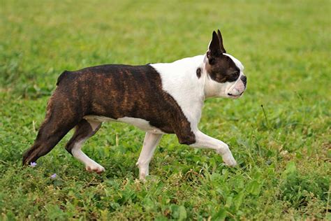 Boston Terrier Pictures American Kennel Club