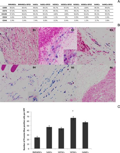 Super Paramagnetic Iron Oxide Spio Labeling Analysis A Phenotypic