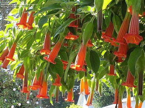 Brugmansia Sanguinea The Red Angels Trumpet Angel Trumpet