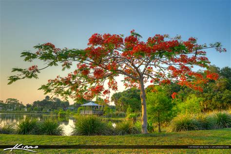 Royal Poinciana tree in St. Lucie County Florida | HDR Photography by Captain Kimo