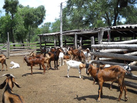 Infocampo El Ciclo Productivo Caprino Lo Que Hay Que Saber Para Su