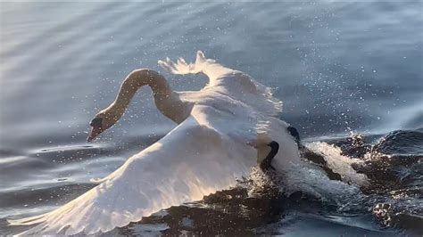 Mute Swan Cob Chase Geese Away From His Cygnets Youtube