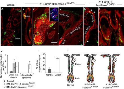 Coordinated Activation Of Wnt In Epithelial And Melanocyte Stem Cells