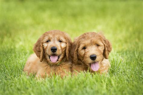 Chiots Golden Doodle