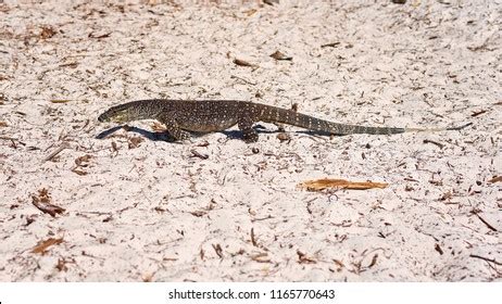 Monitor Goanna Habitat White Silica Sand Stock Photo 1165770643 ...