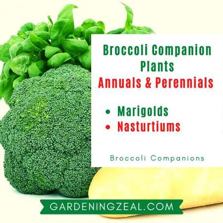 What To Plant With Broccoli Detailed Broccoli Companion Plants