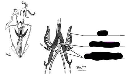 Lab Practical Prep Cephalopods Diagram Quizlet