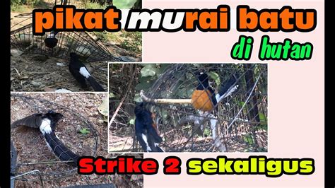 PIKAT BURUNG MURAI BATU DI HUTAN STRIKE DOUBLE YouTube