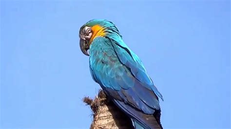 Blue And Yellow Macaw In The Nest Ara Ararauna Arara CanindÉ Ara