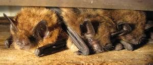 Bats: Chiroptera - Physical Characteristics, Habitat, Diet, Behavior And Reproduction, Bats And ...