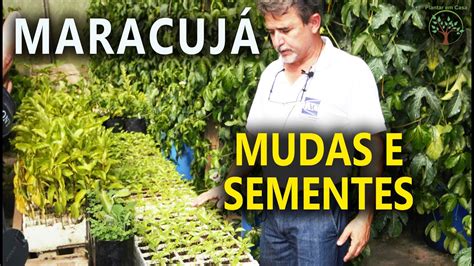 Maracuj Muda E Sementes No Centro Apta De Frutas Iac Youtube